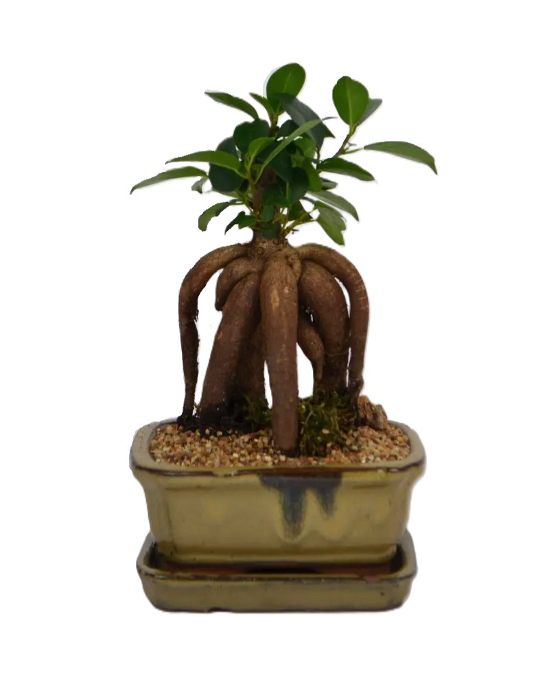 Bonsai Ginseng Ficus