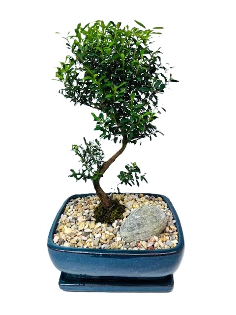 Bonsai Eugenia Boxifolia