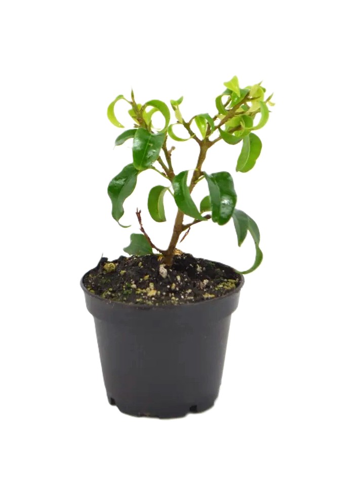 Bonsai Ficus Too Little