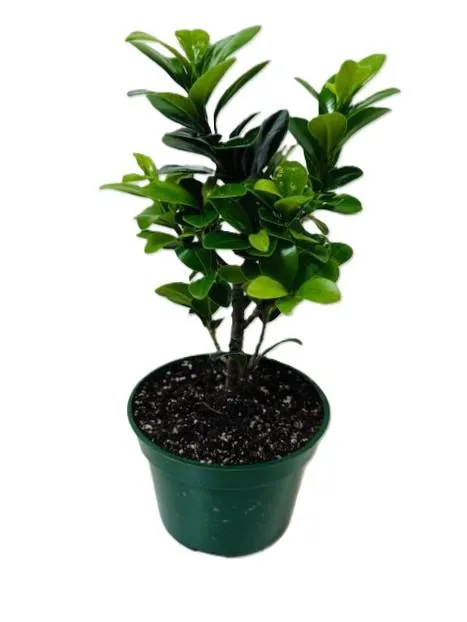 Bonsai Ficus Green Island