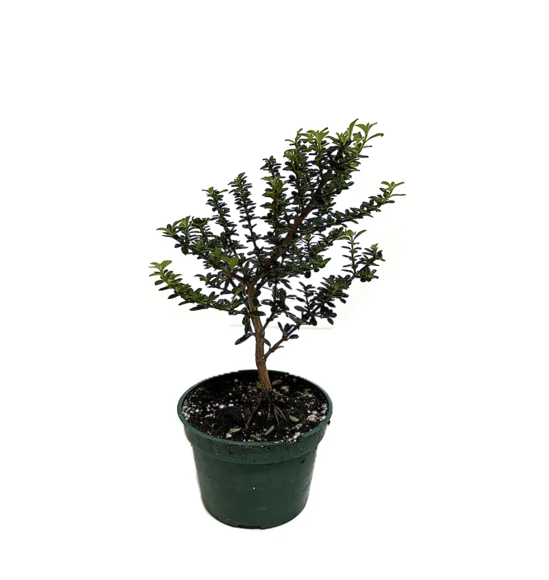 Bonsai Bahamas Berry