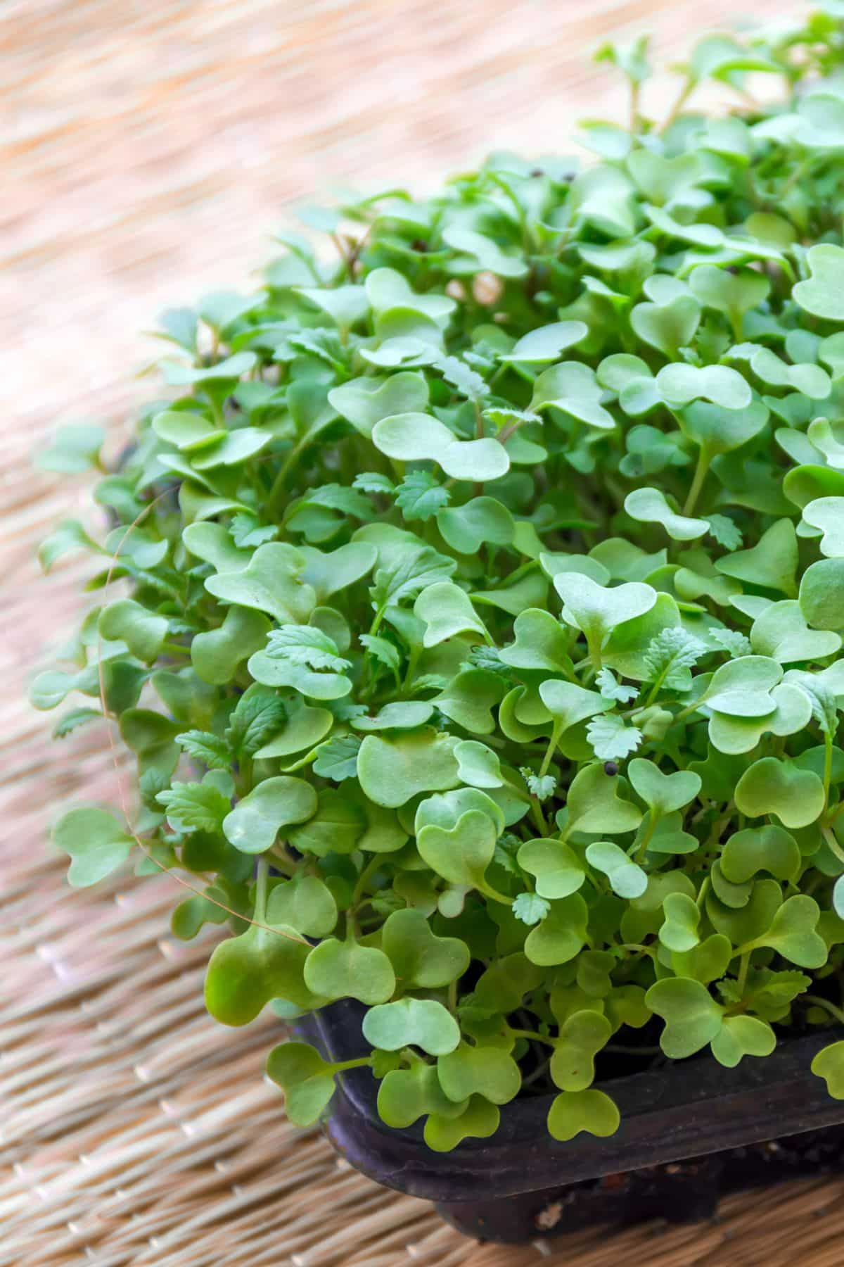 Green Kale