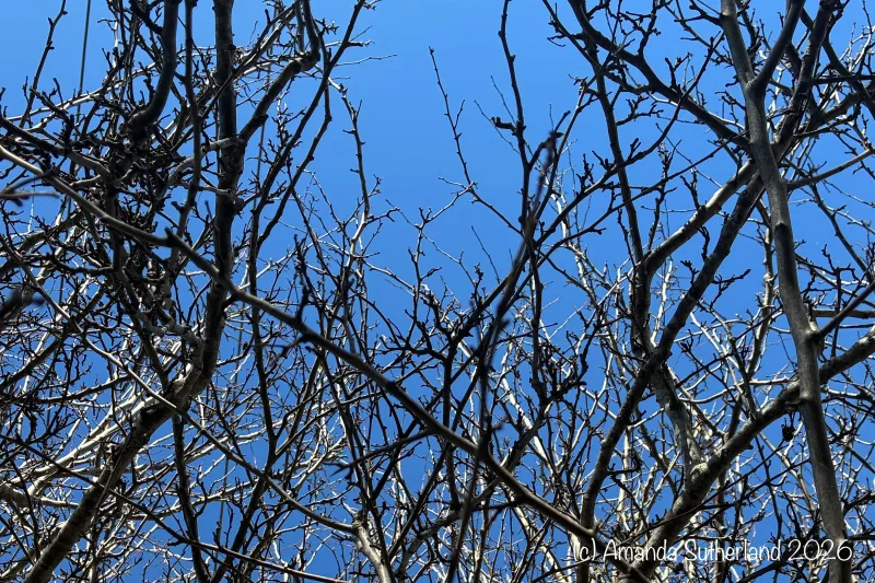 Branching Thoughts