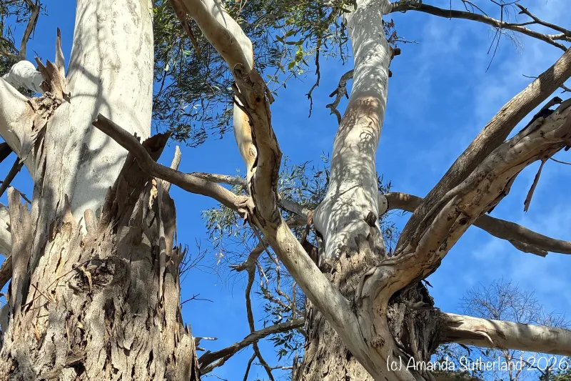 Branching Out