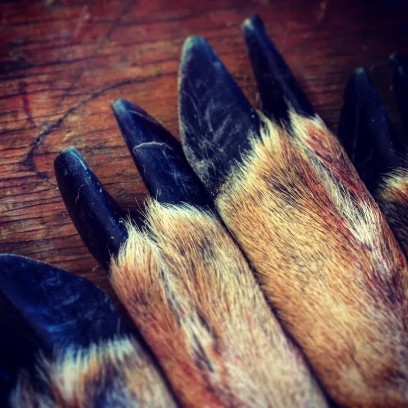 Ground Hunting & Natural Voice Calling Master Class - Whitetail Deer, Turkey, Coyote & Raven