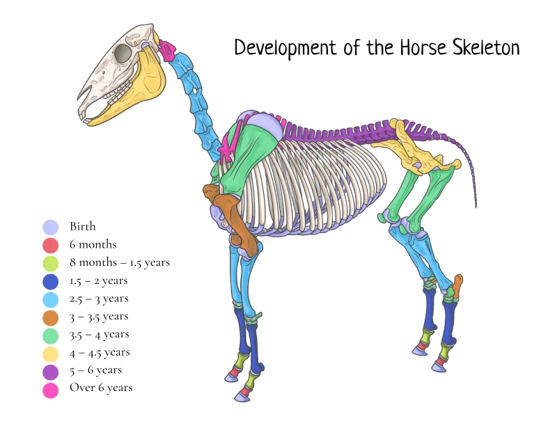 Horse Skeleton Growth & Development Educational Poster