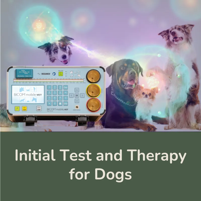 Initial Test and Therapy for Dogs