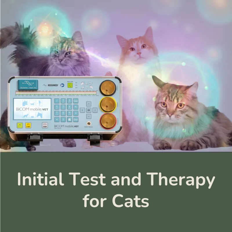 Initial Test and Therapy for Cats