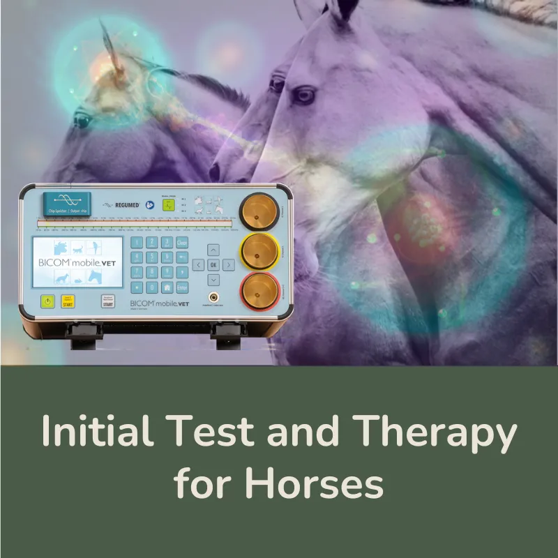 Initial Test and Therapy for Horses