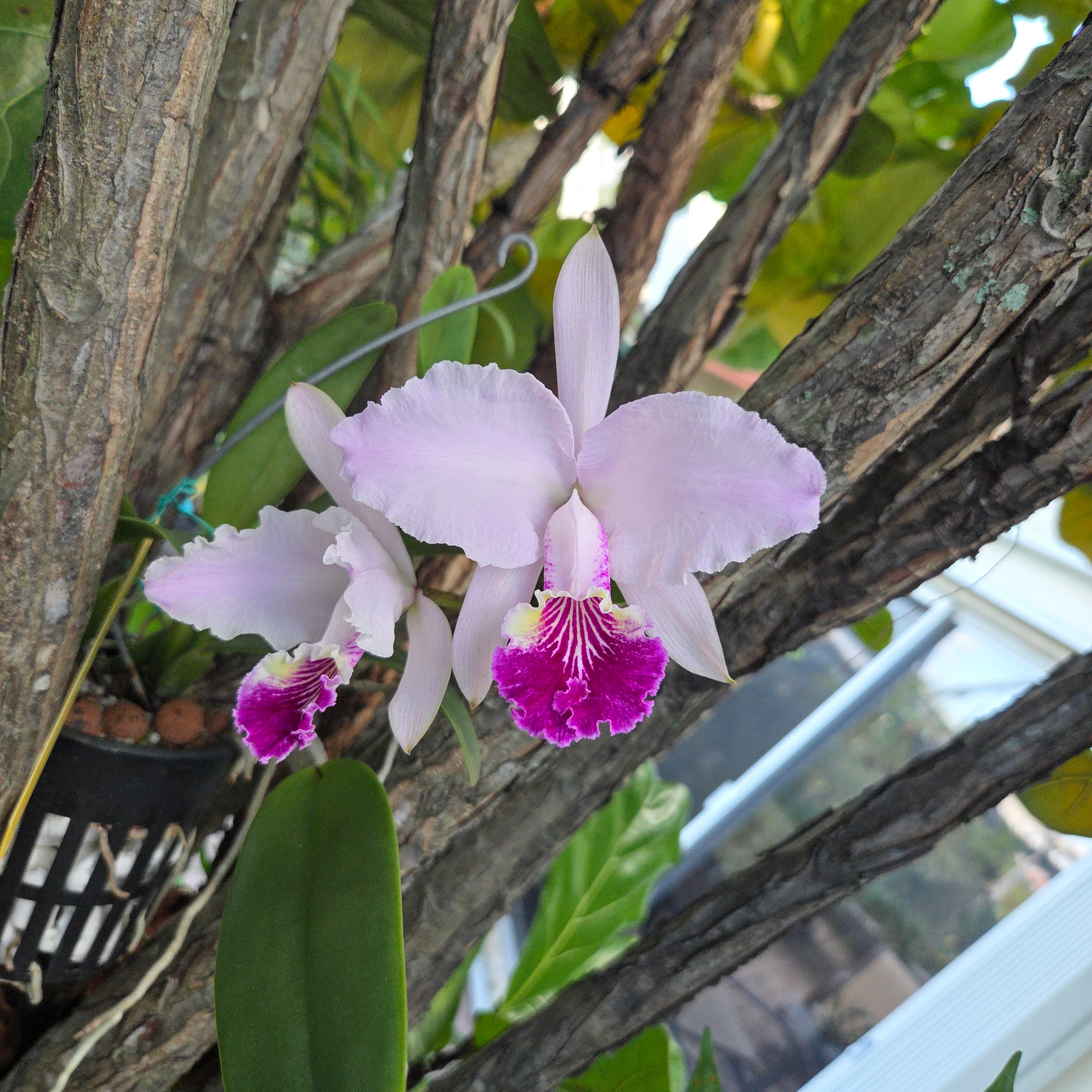 Venezuelan Cattleya Species