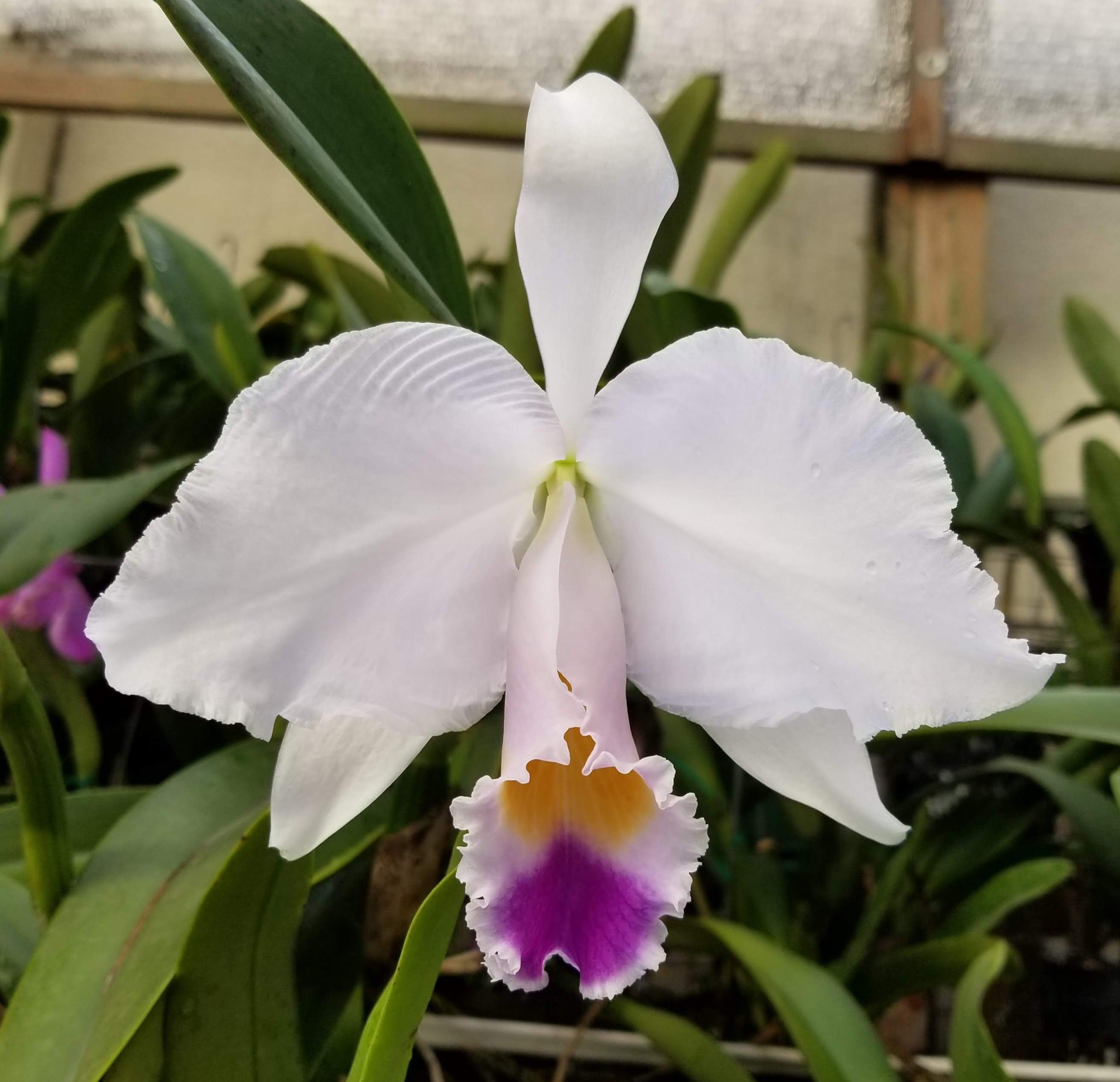 Cattleya trianae coerulea 'La Perla'