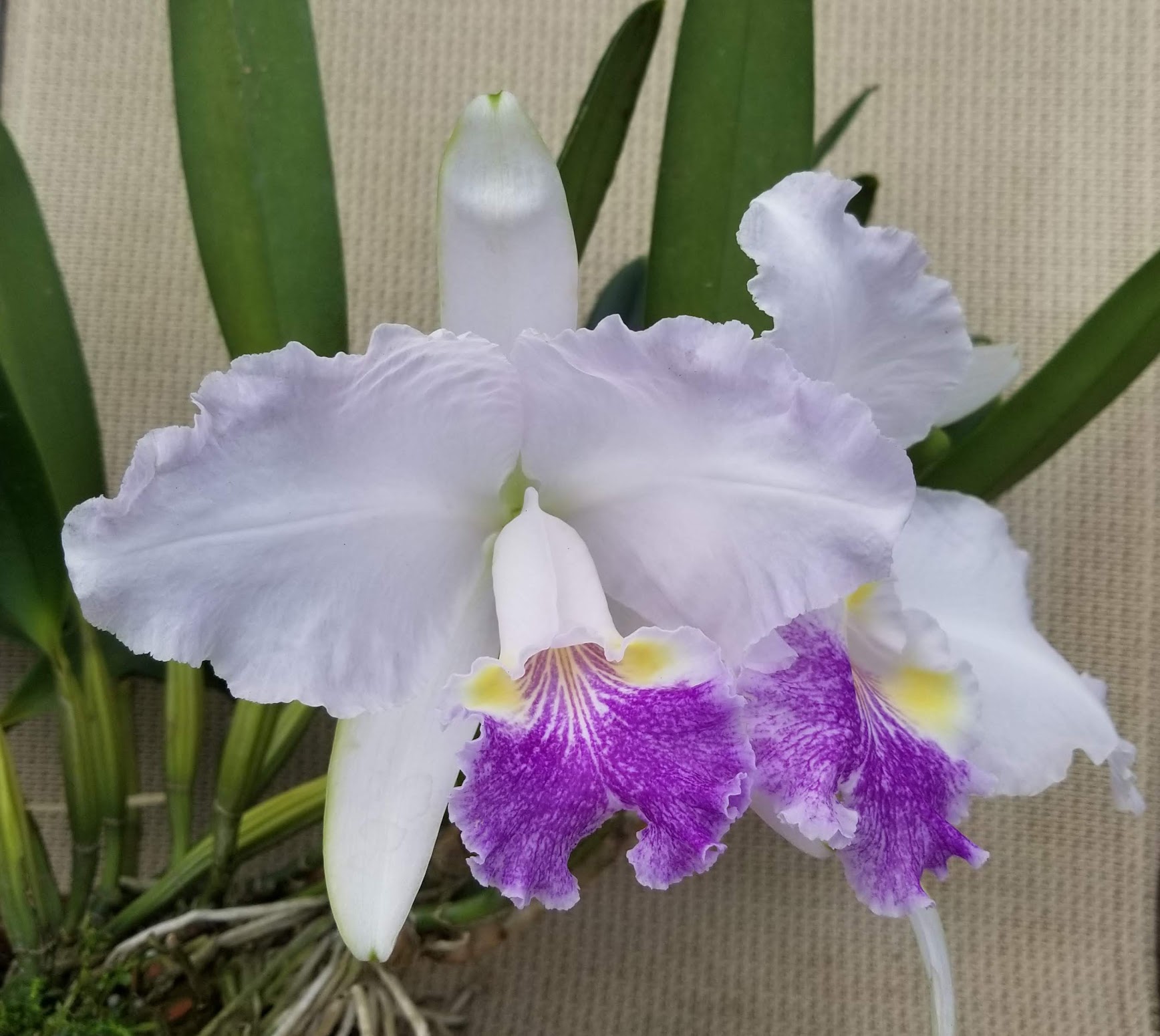 Cattleya lueddemanniana coerulea 'La Corona'