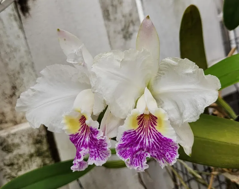 Cattleya lueddemanniana semi alba 'Caramelo'