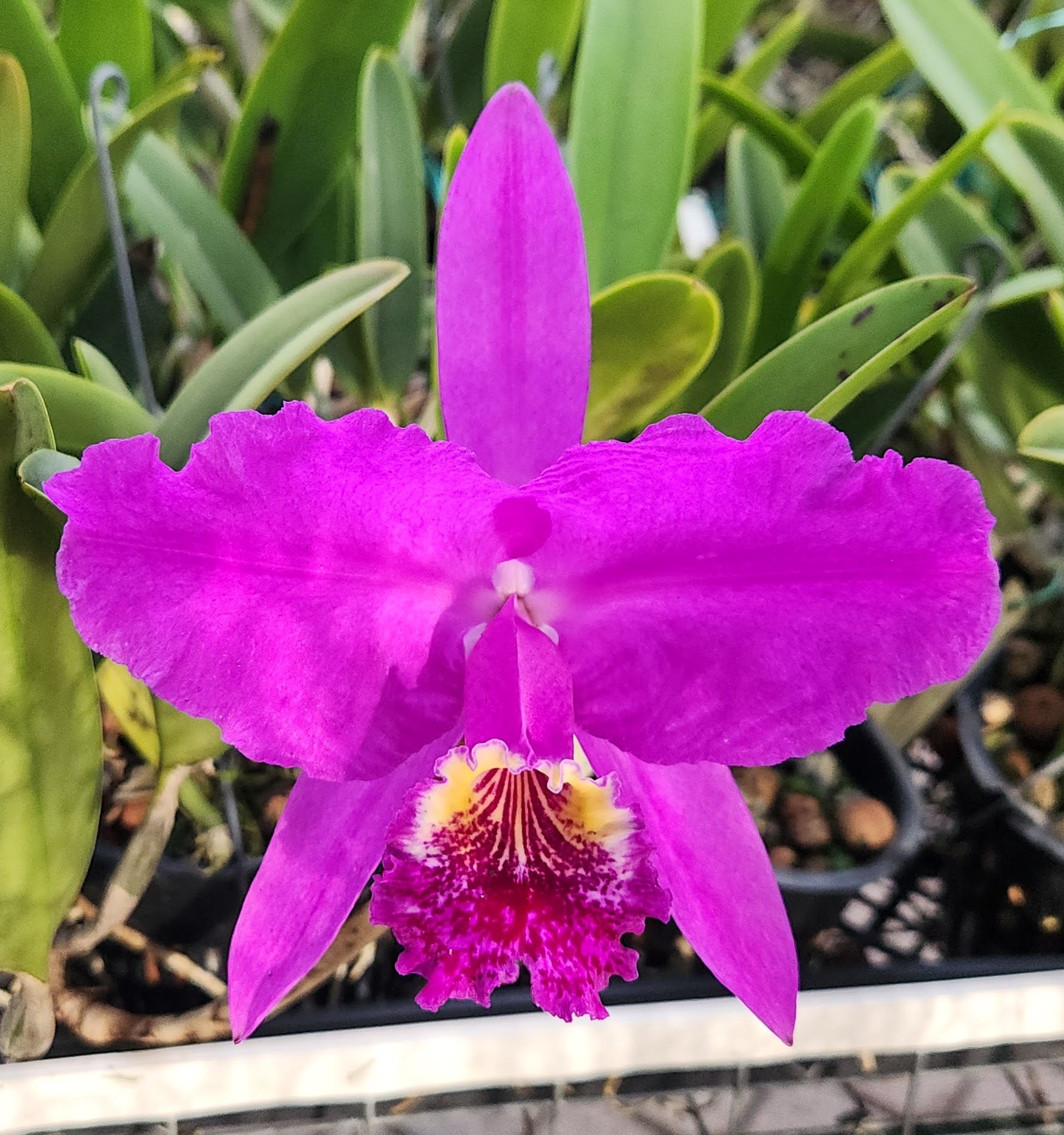 Cattleya lueddemanniana 'Yamile' x self
