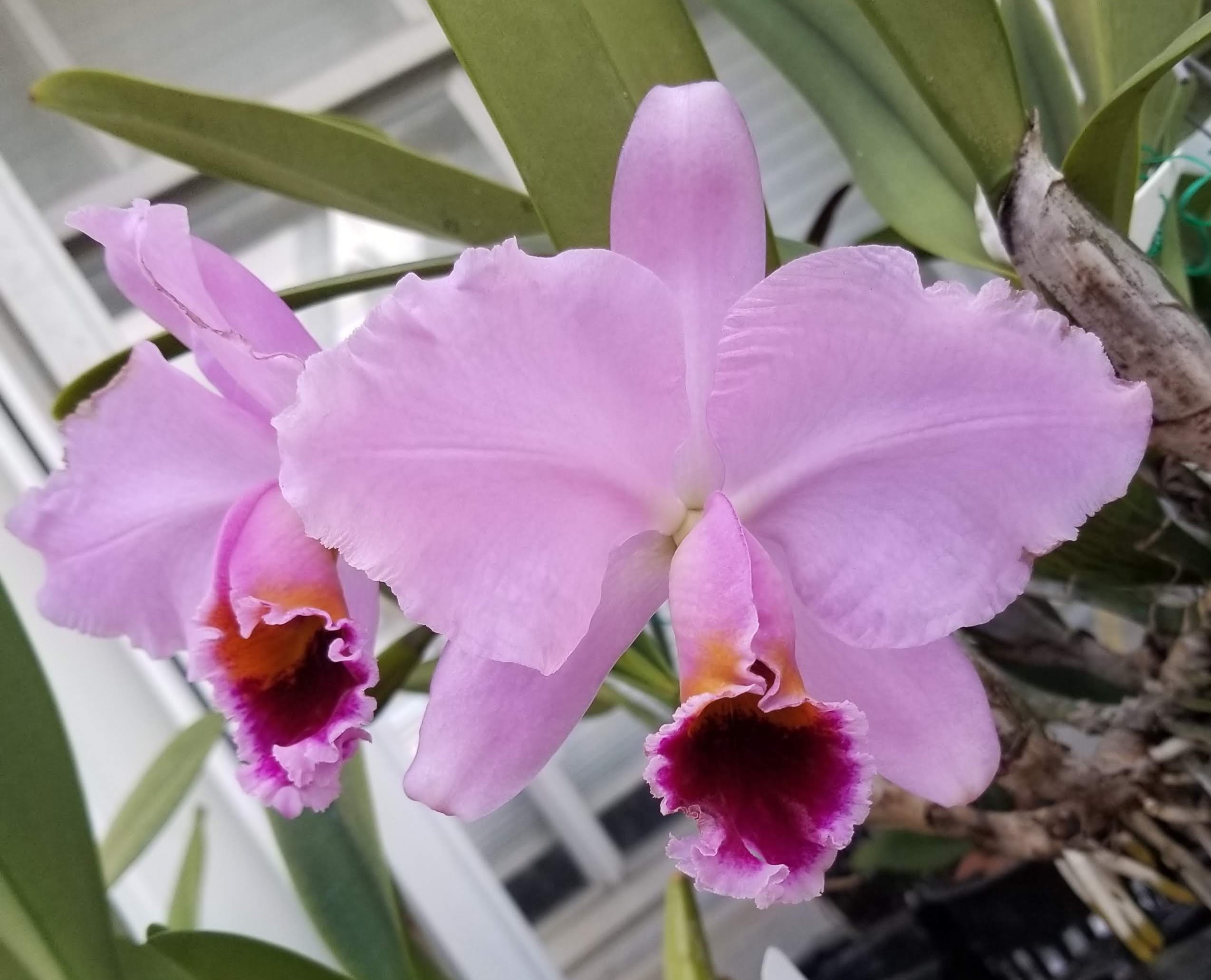 Cattleya percivaliana 'Summit' var. Mendenhall