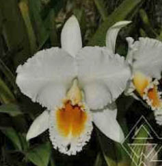 Cattleya percivaliana alba 'Charito AM/AOS