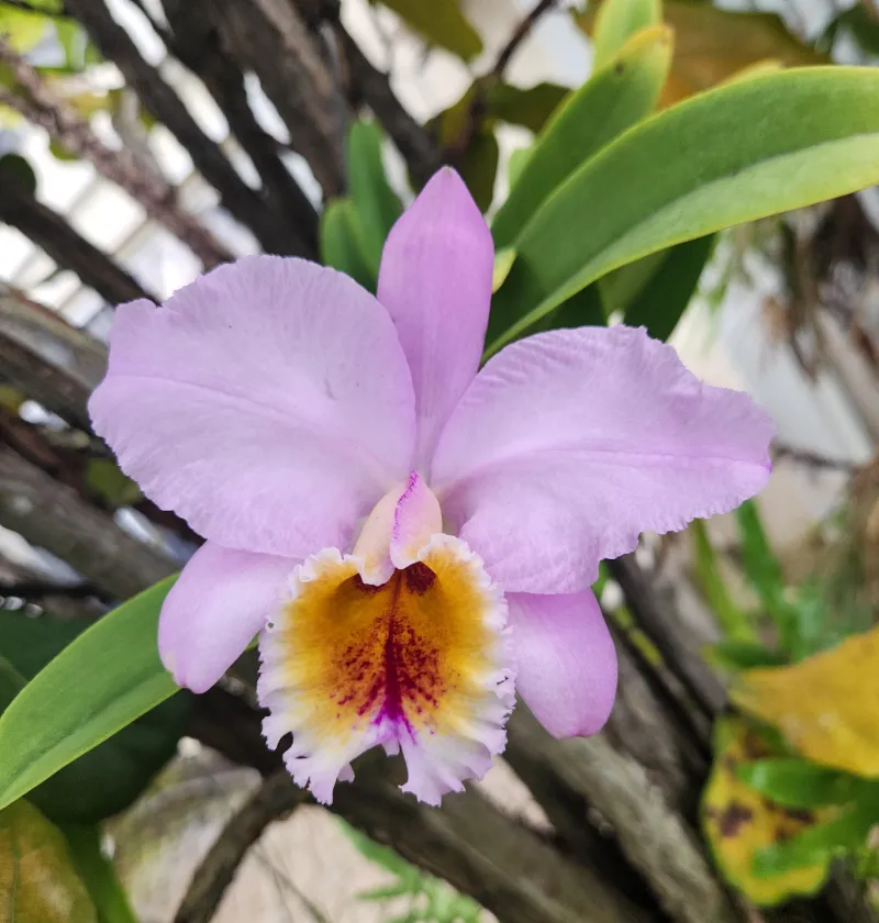 Cattleya percivaliana aurea 'Rodrigo'