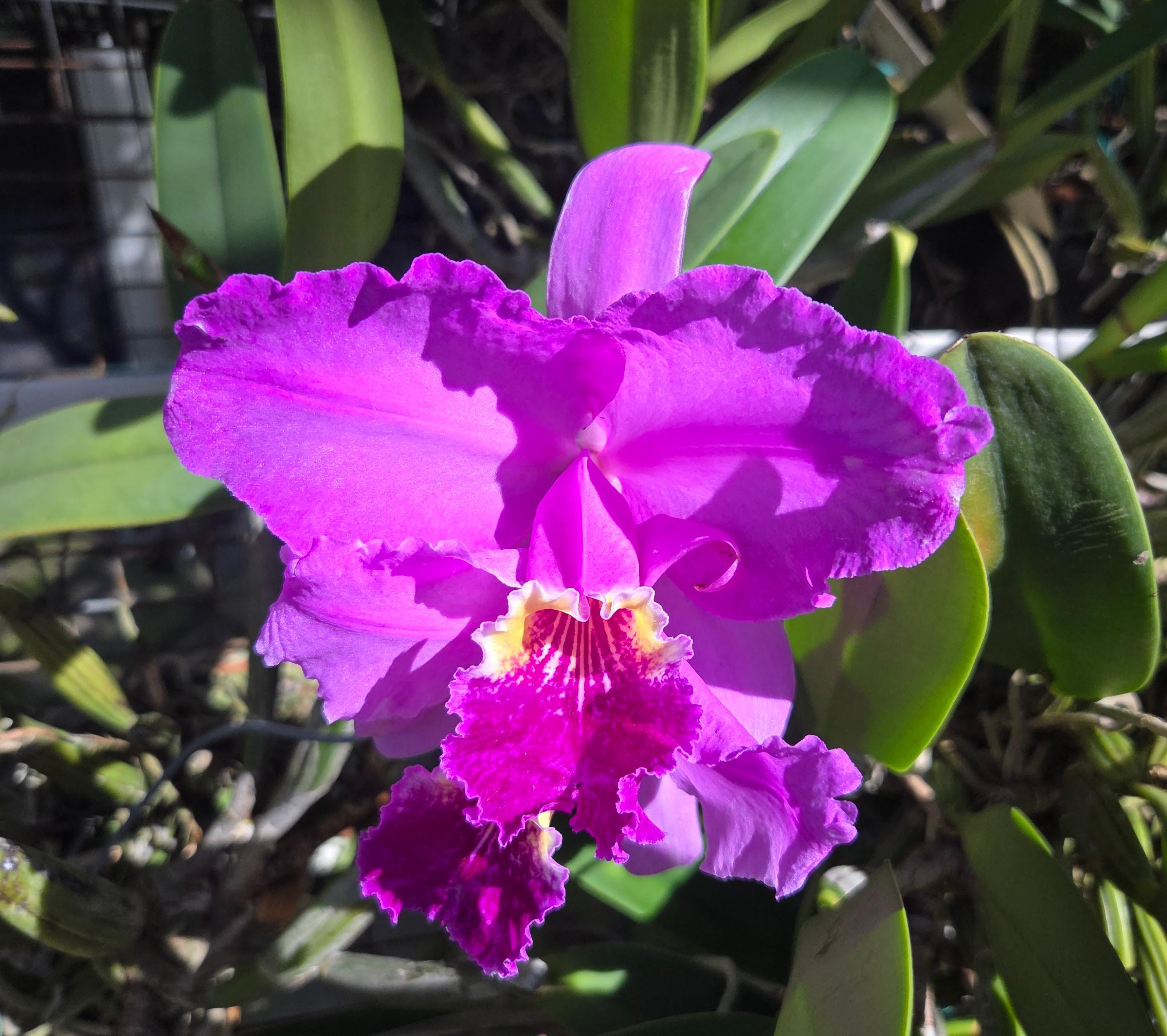 Cattleya lueddemanniana 'Rose Feather'