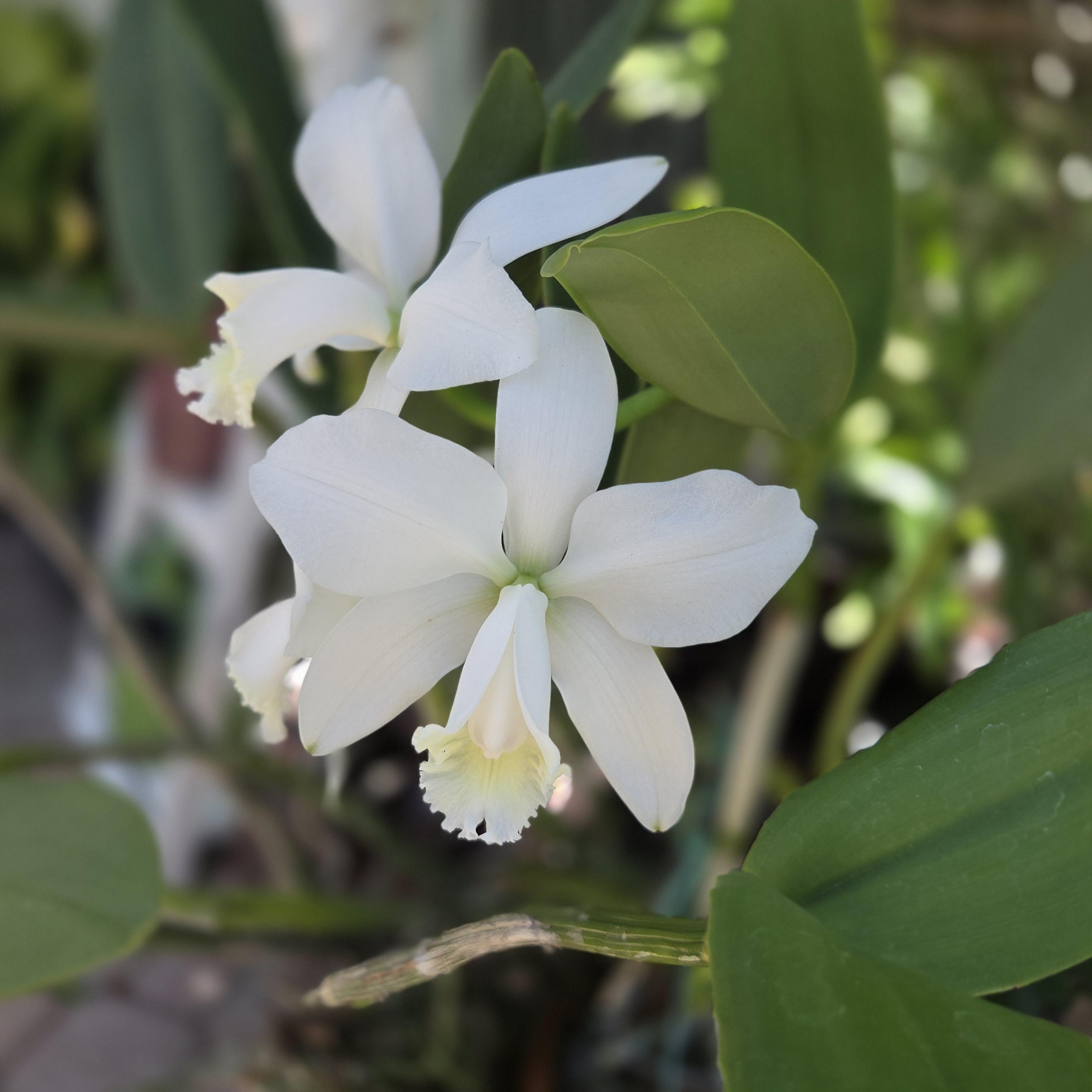 Cattleya loddigessi alba var. harrisoniana