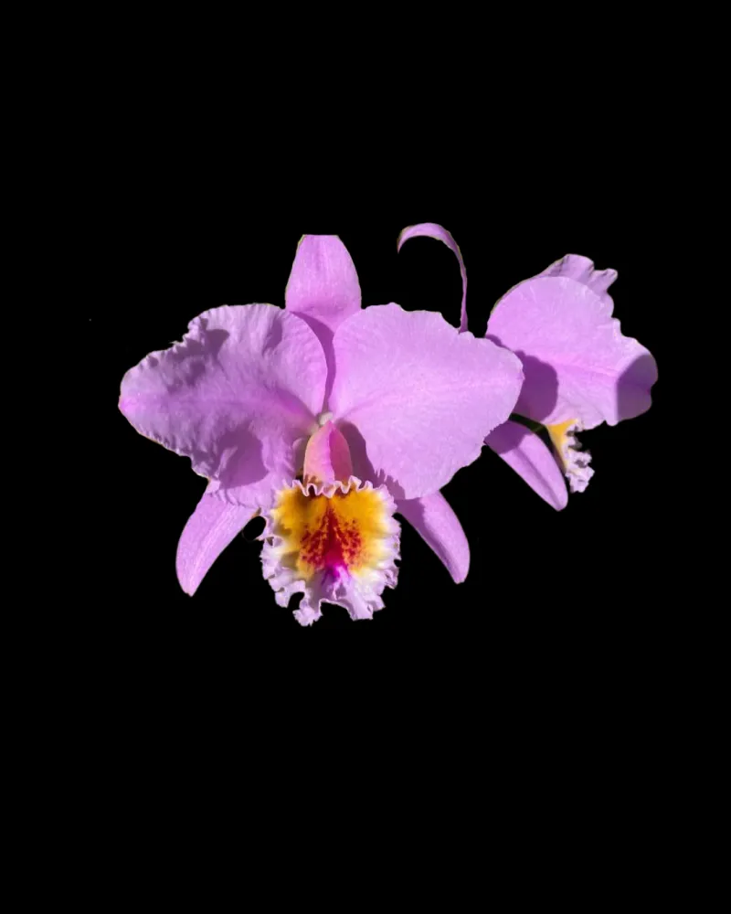 Cattleya percivaliana aurea 'Rapturevine'