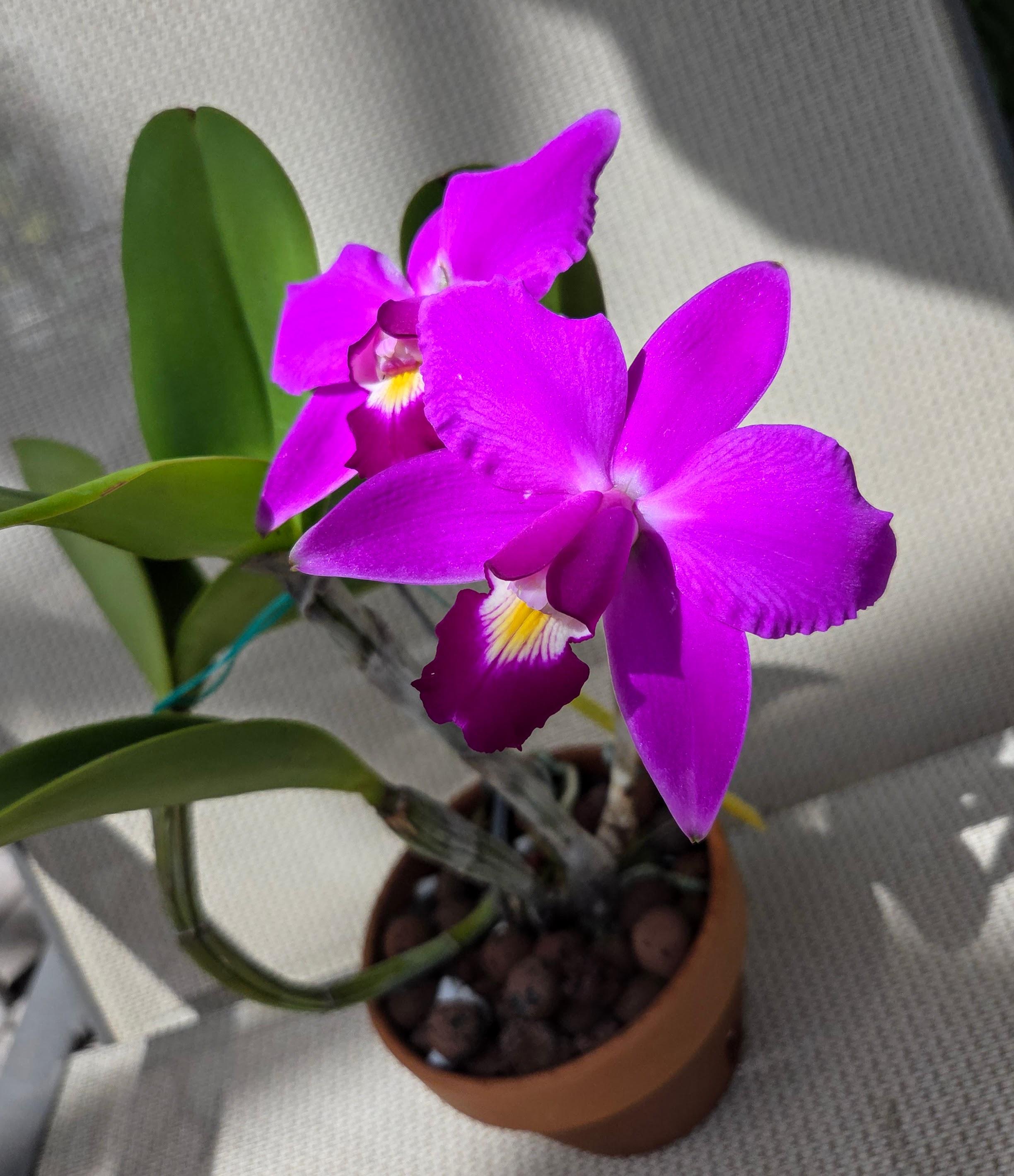 Cattleya violacea 'Tsiku Taiwan'
