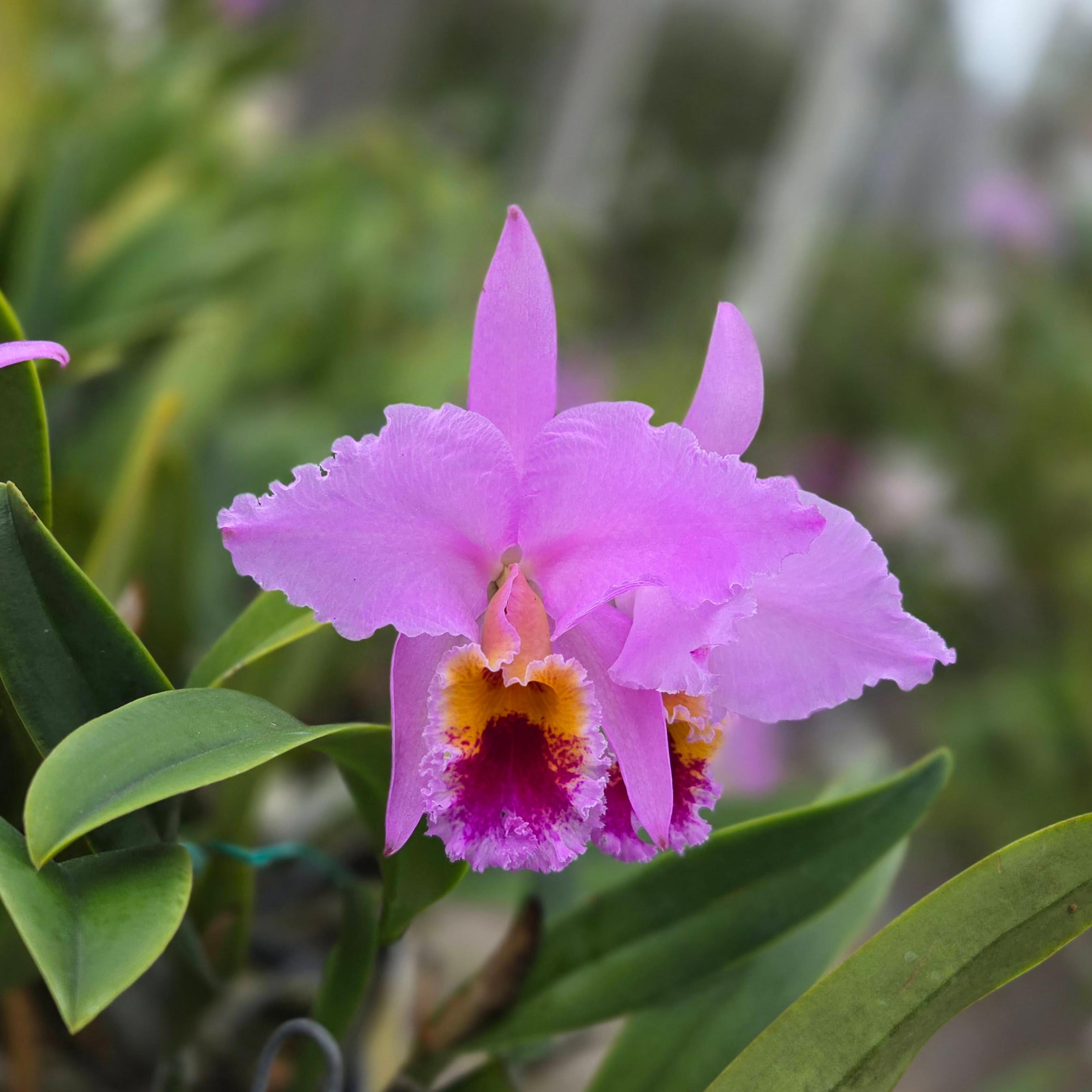 Cattleya percivaliana 'Mi Pueblo'