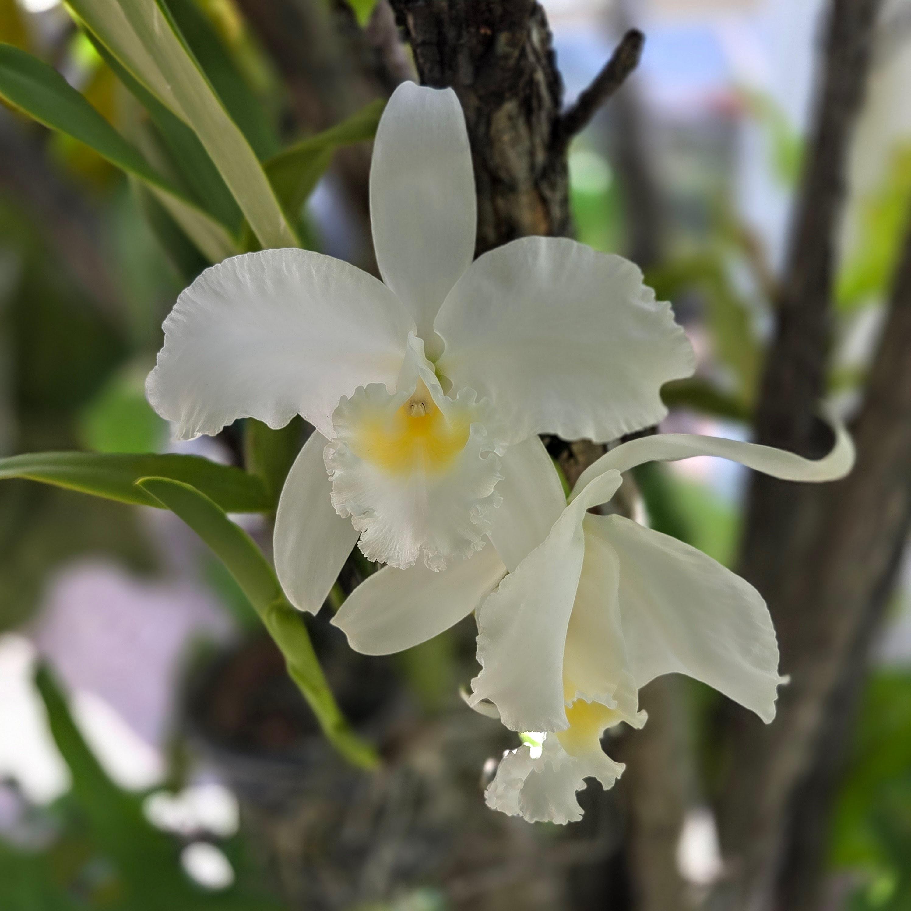 Cattleya trianae alba 'Broomhill's'