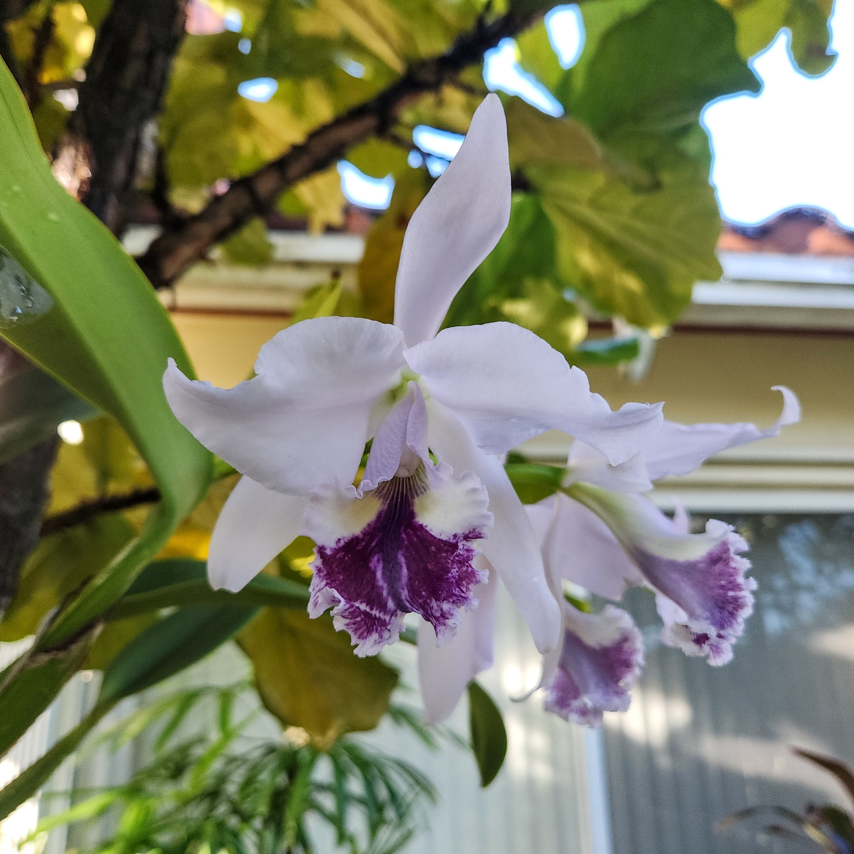 Cattleya labiata coerulea