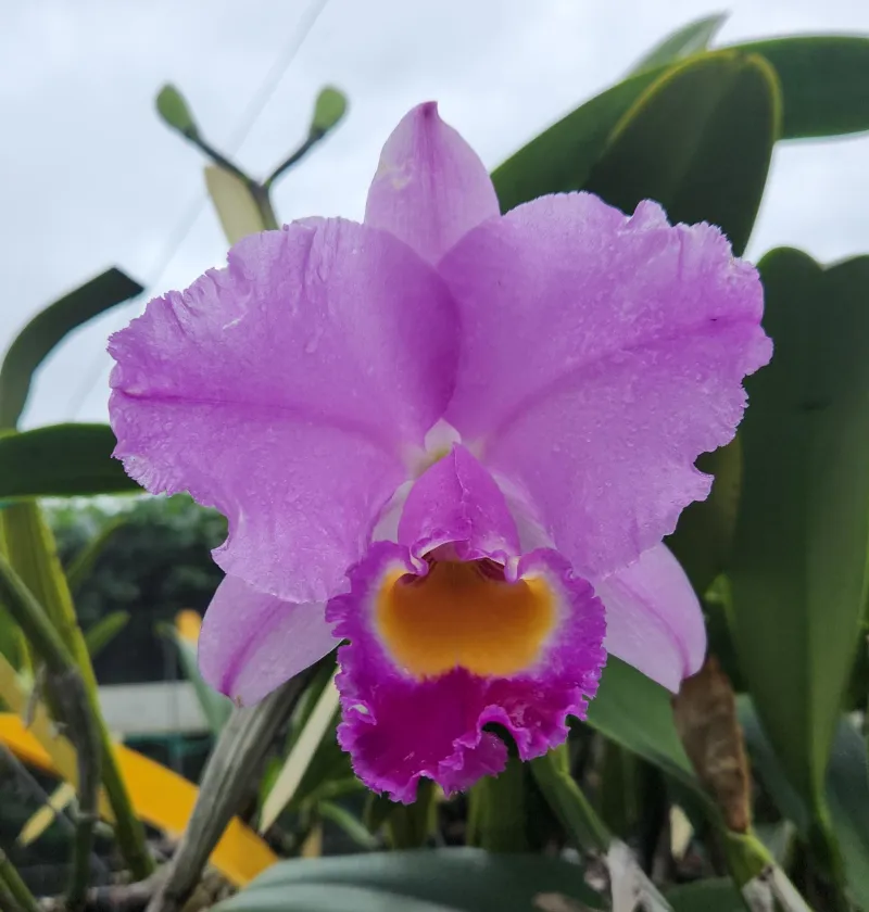 Cattleya trianae 'Arapaima'