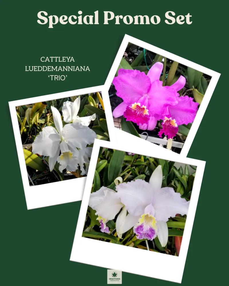 Special Promo Set: Cattleya lueddemanniana Trio