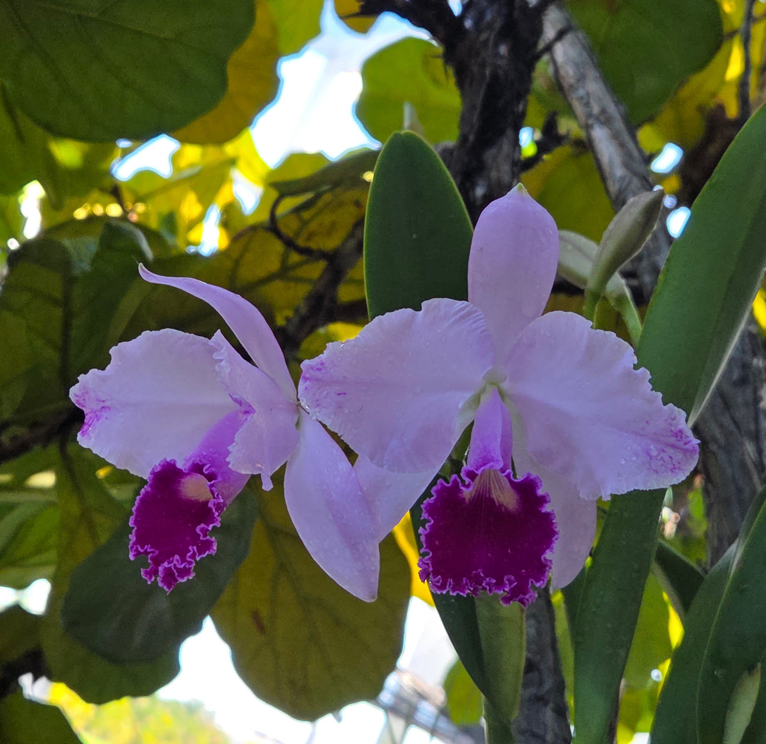 Cattleya trianae splash 'Gabriela'