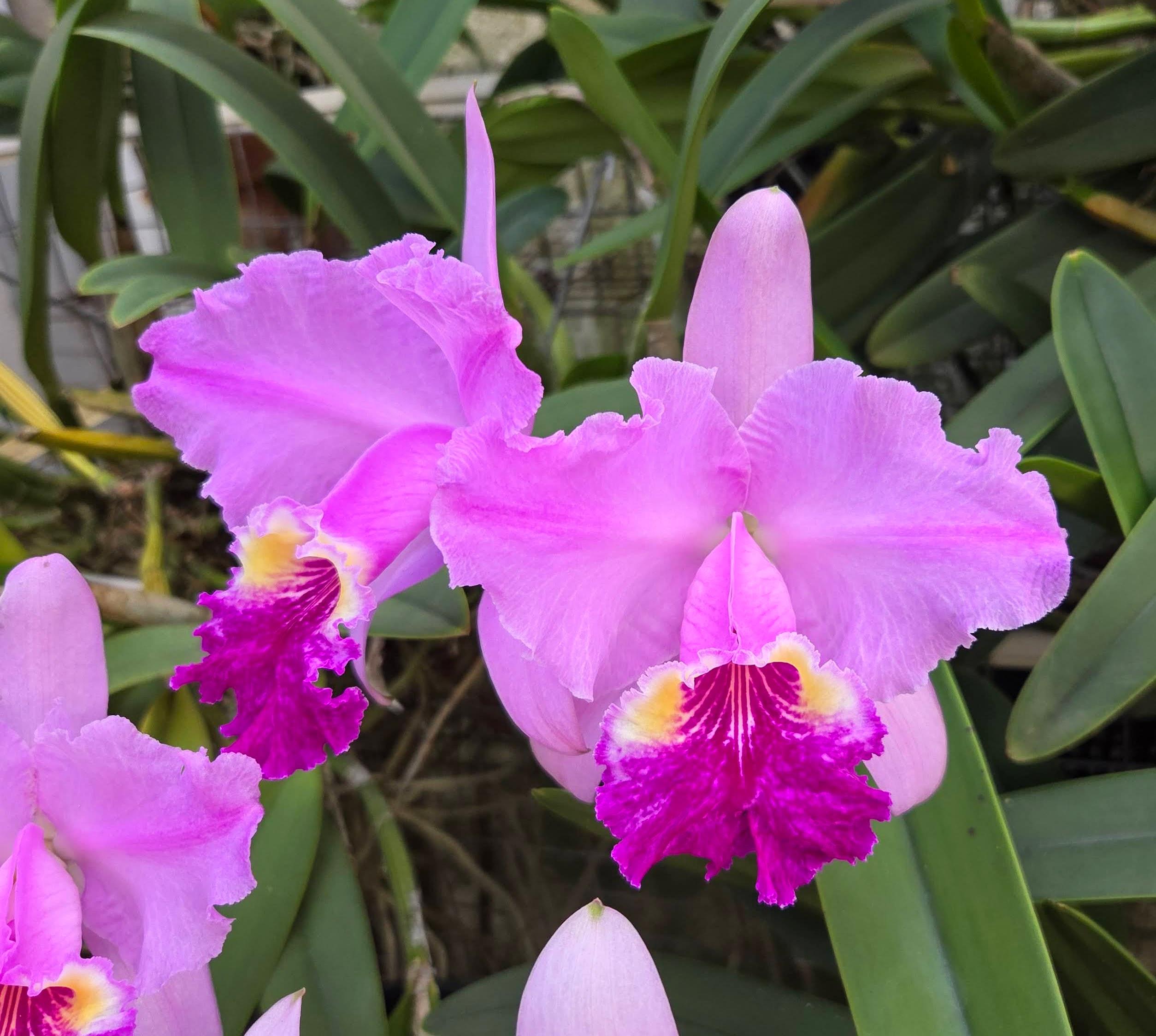 Cattleya lueddemanniana ('Mariauxi' x 'Fennell IX')