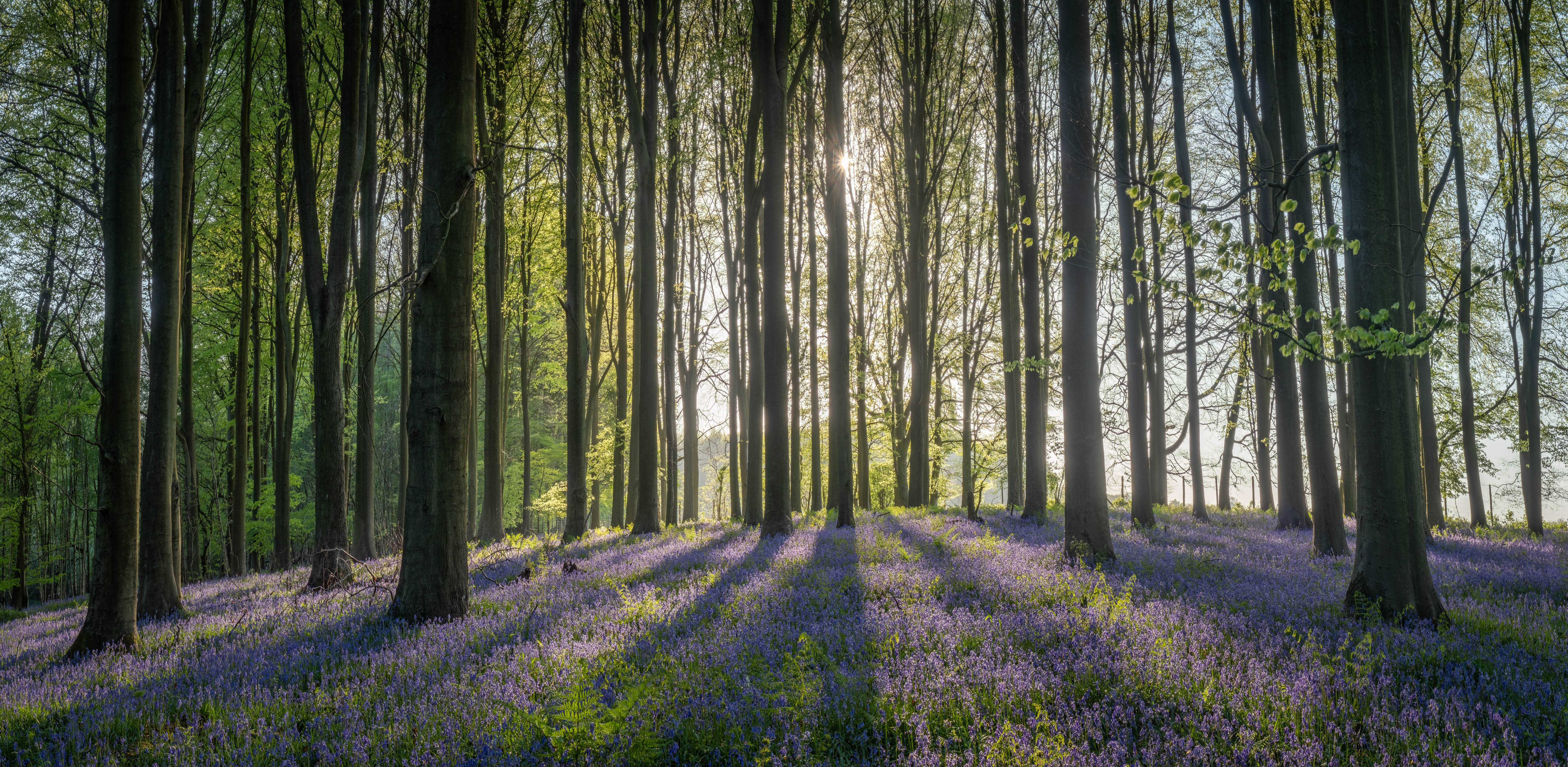 Bluebell Bliss Sunset View
