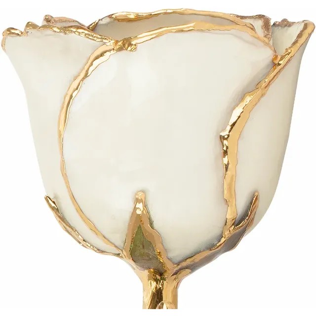 24kt Gold Dipped Rose