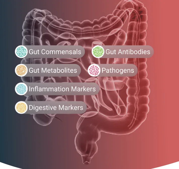 Gut Zoomer By Vibrant Wellness