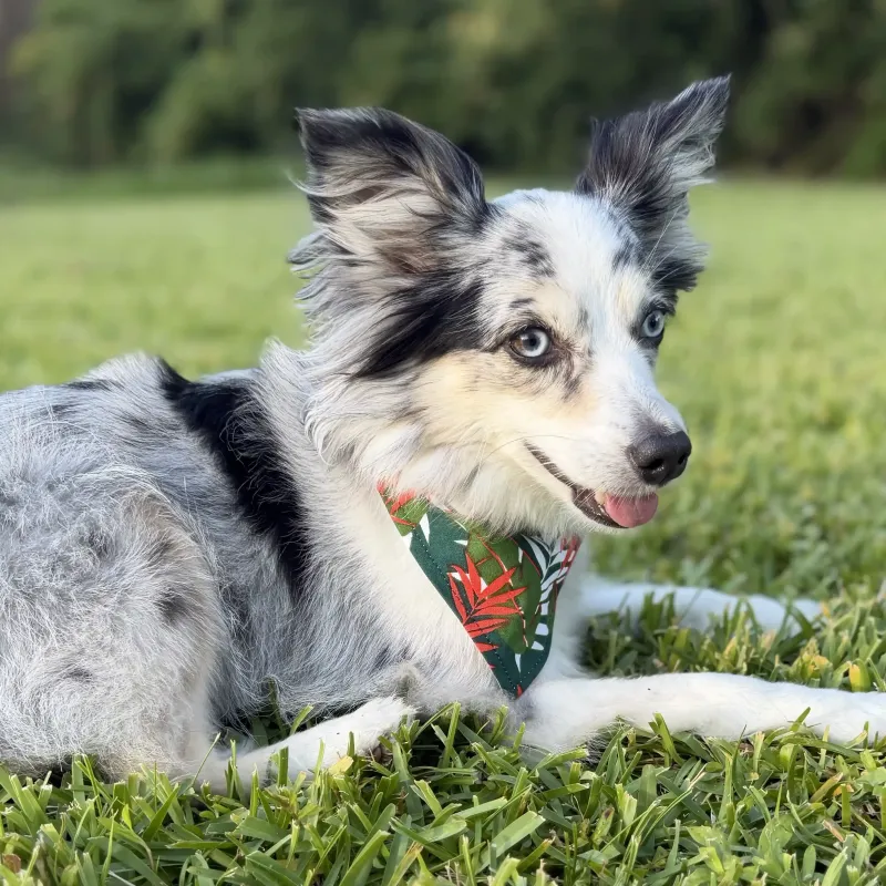 In the Tropics Dog Bandana with Snaps
