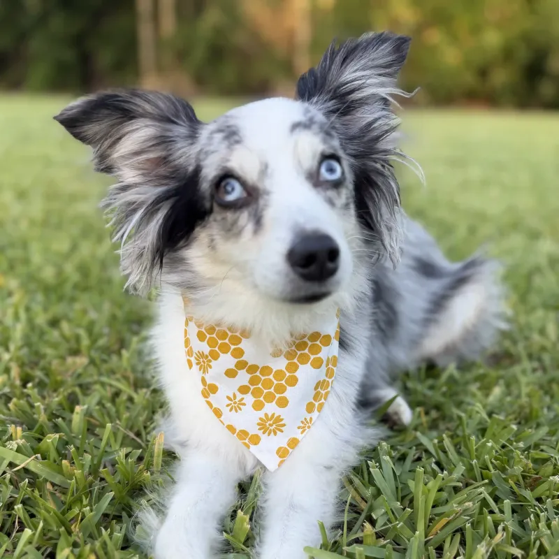 Honeycomb Dog Bandana With Snaps