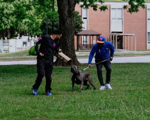 Executive Protection Dog Program