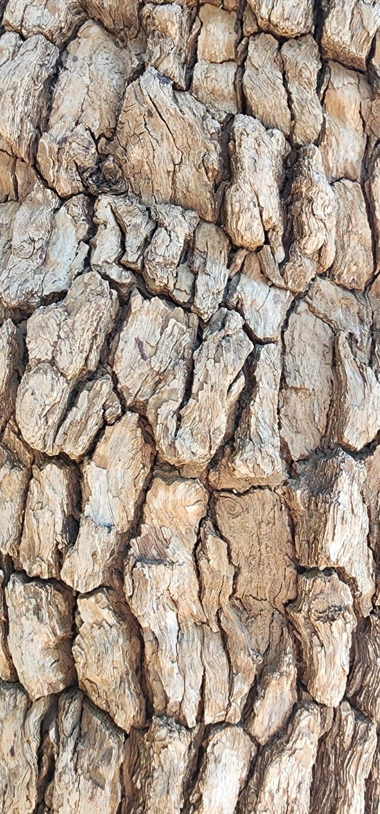 Mopane