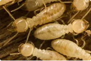 Formosan termite workers