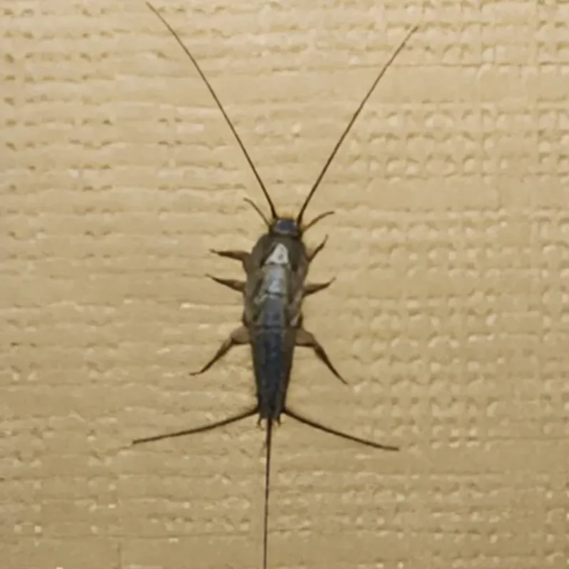 Silverfish