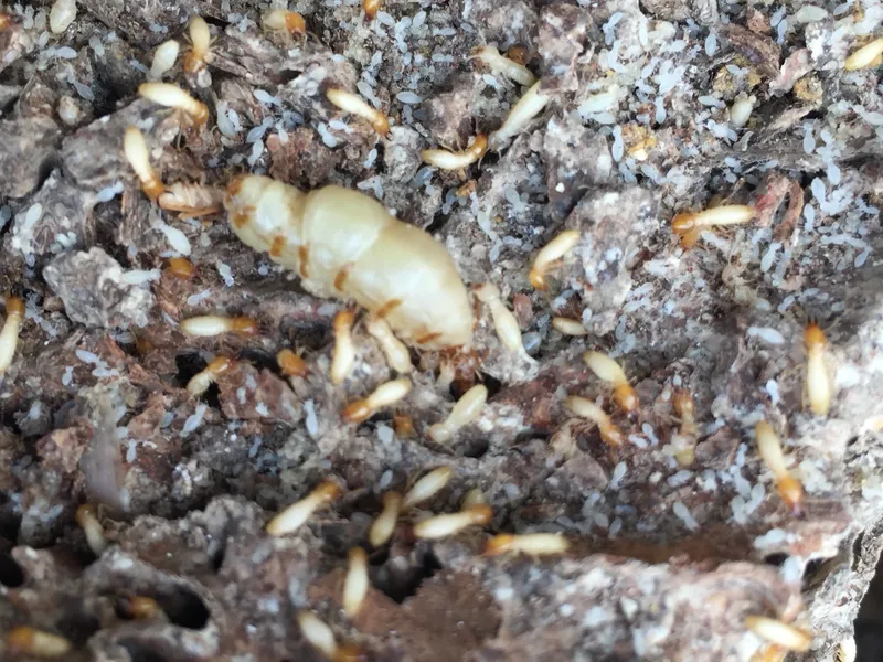 Subterranean termite galleries