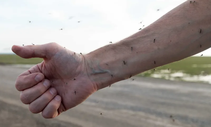 Mosquito pressure