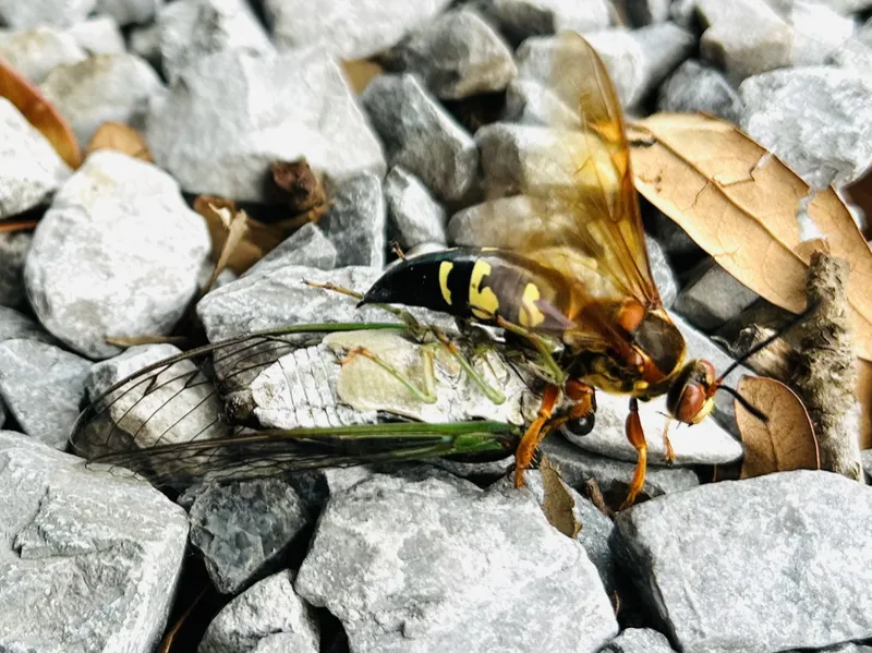 Wasp nest removal