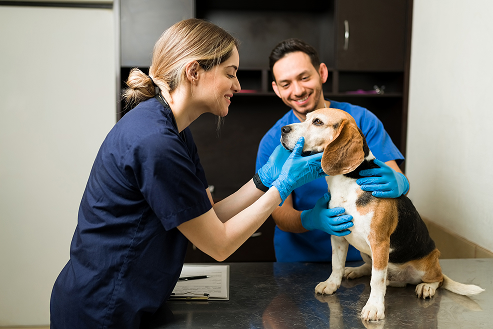 Veterinary