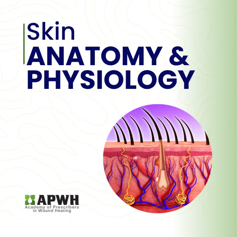  Skin Anatomy & Physiology