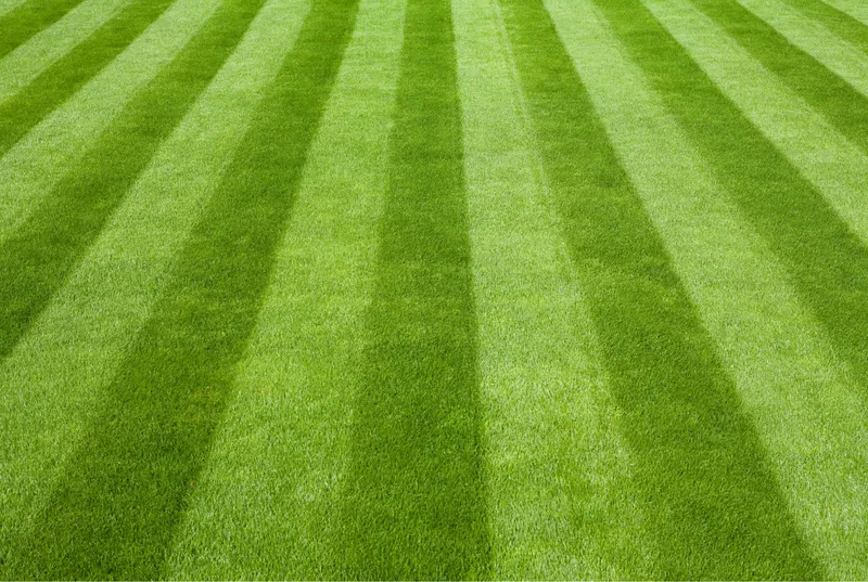 Freshly mowed lawn