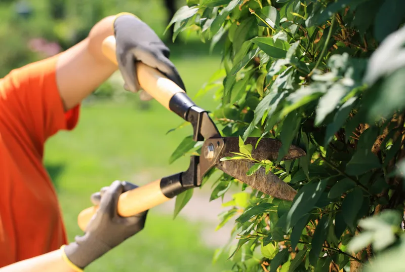 Neatly trimmed shrubs and landscaping