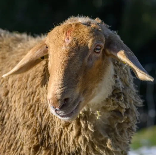 Schaf Frieda