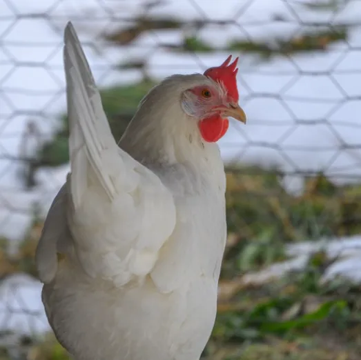 Huhn Trudy